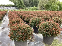 ohgreen Struiken|Ecocheques|Photinia fraseri Little Red Robin
