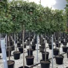 ohgreen Vaste Planten|Ecocheques|Photinia serru red robin half stam