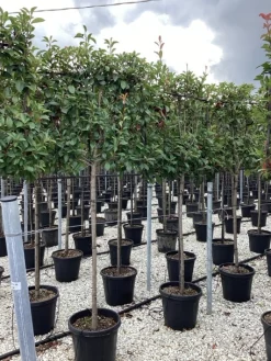 ohgreen Vaste Planten|Ecocheques|Photinia serru red robin half stam