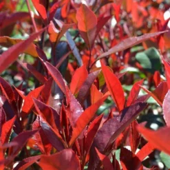 ohgreen Struiken|Ecocheques|Photinia x fraseri carré rouge half stam