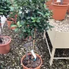 ohgreen Klimplanten|Ecocheques|Photinia x fraseri carré rouge mini stam