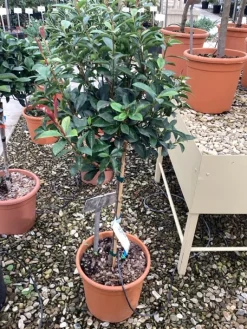 ohgreen Klimplanten|Ecocheques|Photinia x fraseri carré rouge mini stam