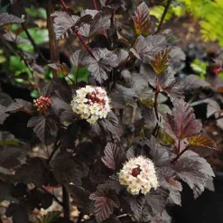 ohgreen Struiken|Ecocheques|Physocarpus opulifolius Diabolo ( Blaasspirea )