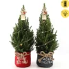 ohgreen Struiken|Ecocheques|Picea glauca Duo Star ( Kerstboom )