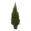 ohgreen Kerstbomen|Ecocheques|Picea glauca 'Perfecta'