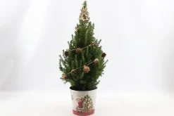 ohgreen Struiken|Ecocheques|Picea glauca Sanders Pine ( Kerstboom )