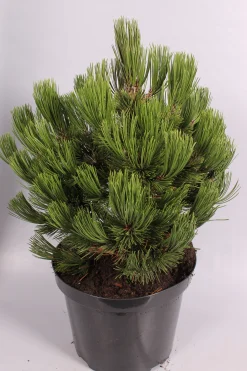 ohgreen Struiken|Ecocheques|Pinus heldreichii Compact ( Bosnische Pijnboom )