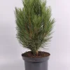 ohgreen Struiken|Ecocheques|Pinus nigra Pyramidalis ( Zwarte den )