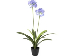 ohgreen Sfeermakers|Plant