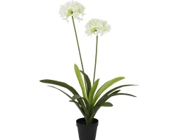 ohgreen Sfeermakers|Plant