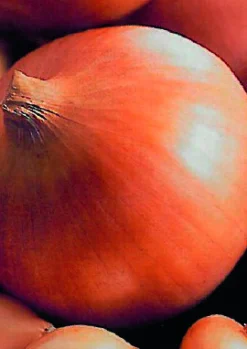 ohgreen Plantgroente|Ecocheques|Plantajuin sturon 14/21 250g