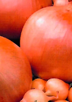 ohgreen Plantgroente|Ecocheques|Plantajuin stuttgart 14/21 250g