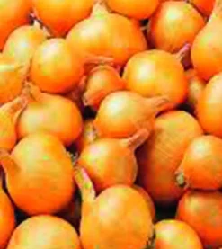 ohgreen Plantgroente|Ecocheques|Plantsjalot yellow moon 7/15 500g