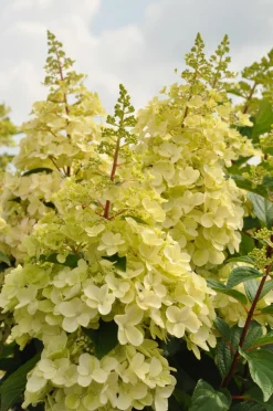 ohgreen Struiken|Ecocheques|Pluimhortensia 'Candlelight'