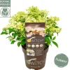 ohgreen Struiken|Ecocheques|Pluimhortensia switch ophelia p19 h45
