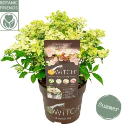 ohgreen Struiken|Ecocheques|Pluimhortensia switch ophelia p19 h45