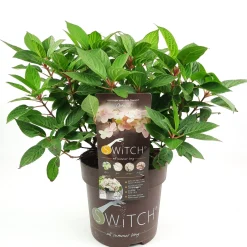 ohgreen Struiken|Ecocheques|Pluimhortensia switch ophelia p19 h45