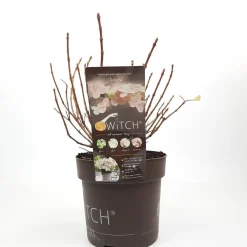 ohgreen Struiken|Ecocheques|Pluimhortensia switch ophelia p19 h45