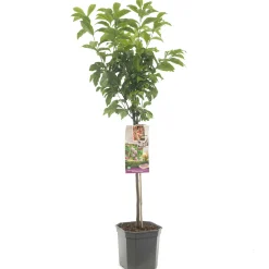 ohgreen Fruitbomen|Ecocheques|Pluot prunus dapple dandy laagstam