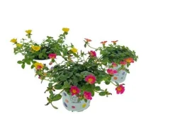 ohgreen Voorjaar|Ecocheques|Portulaca p12