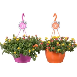 ohgreen Voorjaar|Ecocheques|Portulacca in hangpot p25 h40