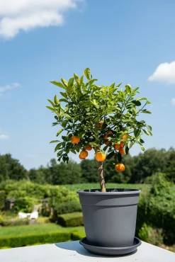 ohgreen Kunststof|Ecocheques|Pot essential 24cm