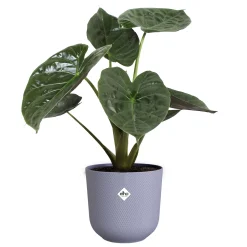 ohgreen Potten En Vazen|Ecocheques|Pot jazz rond 26cm lavendel lila