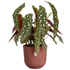 ohgreen Potten En Vazen|Ecocheques|Pot jazz rond 14cm toscaans rood