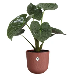 ohgreen Potten En Vazen|Ecocheques|Pot jazz rond 26cm toscaans rood