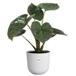 ohgreen Potten En Vazen|Ecocheques|Pot jazz rond 23cm zijdewit