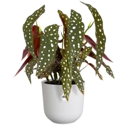 ohgreen Potten En Vazen|Ecocheques|Pot jazz rond 16cm zijdewit