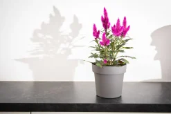 ohgreen Kunststof|Ecocheques|Pot rond happy 18 cm antraciet