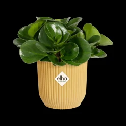 ohgreen Potten En Vazen|Ecocheques|Pot vibes fold 7cm botergeel