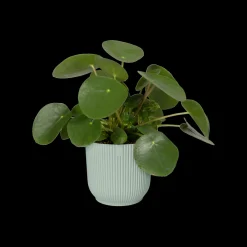 ohgreen Potten En Vazen|Ecocheques|Pot vibes fold 18cm sorbet green