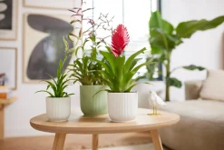 ohgreen Ecocheques|Potten En Vazen|Pot vibes fold 16cm zijdewit