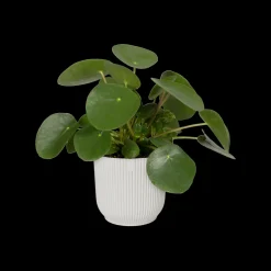 ohgreen Potten En Vazen|Ecocheques|Pot vibes fold 25cm zijdewit