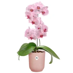 ohgreen Potten En Vazen|Ecocheques|Pot Vibes fold orchidee