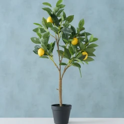 ohgreen Sfeermakers|Potplant Citroen