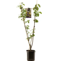 ohgreen Fruitbomen|Ecocheques|Pruim prunus domestica duo-pruim