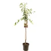 ohgreen Fruitbomen|Ecocheques|Pruimenboom prunus domestica victoria halfstam