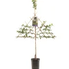 ohgreen Fruitbomen|Ecocheques|Pruimenboom prunus domestica opal leiboom