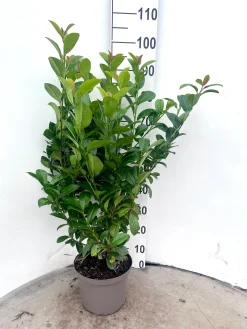 ohgreen Struiken|Ecocheques|Prunus laurocerasus Ani ( Laurierkers )