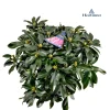 ohgreen Struiken|Ecocheques|Rhododendron 70-80 XXl