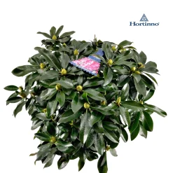 ohgreen Struiken|Ecocheques|Rhododendron 70-80 XXl