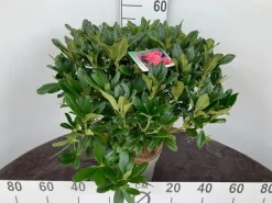 ohgreen Struiken|Ecocheques|Rhododendron hybride 40-50 cm in p23
