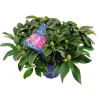 ohgreen Struiken|Ecocheques|Rhododendron xxl p23 h60