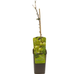 ohgreen Ecocheques|Fruitbomen|Ribes uva-cr. hinnonmäki grön