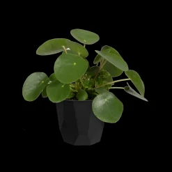 ohgreen Ecocheques|Potten En Vazen|ROCK 16CM LIVING BLACK