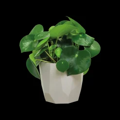 ohgreen Ecocheques|Potten En Vazen|ROCK 14CM WARM GRIJS