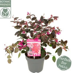 ohgreen Struiken|Ecocheques|Rode franjeboom